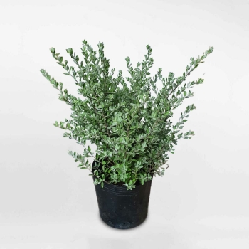 Cây tuyết sơn phi hồng bầu đất